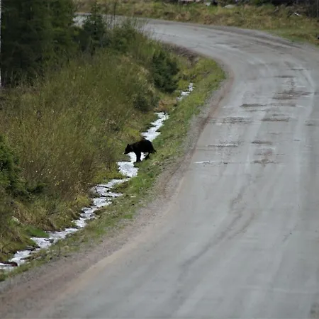 Bear Manor * Kannonkoski