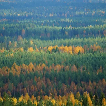 Bear Manor Отель типа 