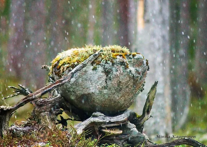 Bear Manor Bed & Breakfast *