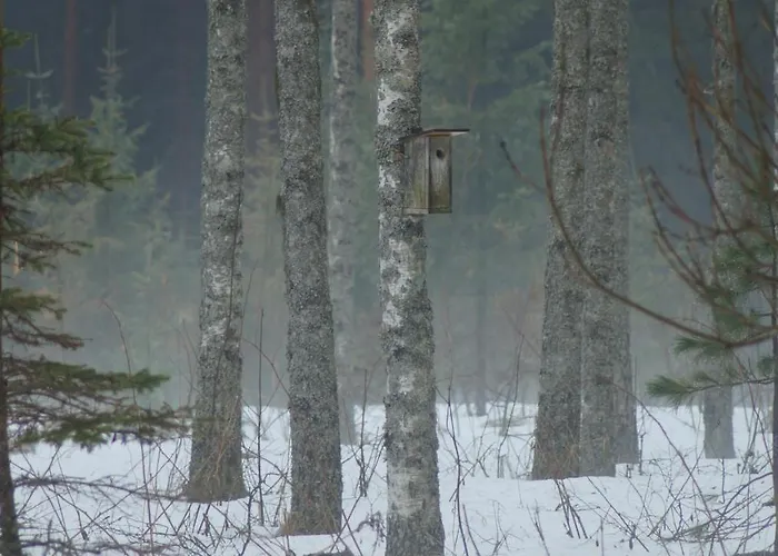 Bear Manor Bed & Breakfast *