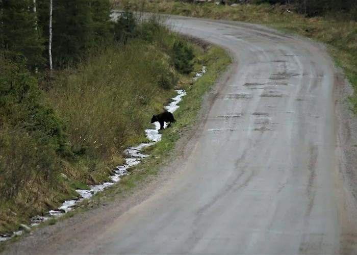 Bear Manor * Kannonkoski