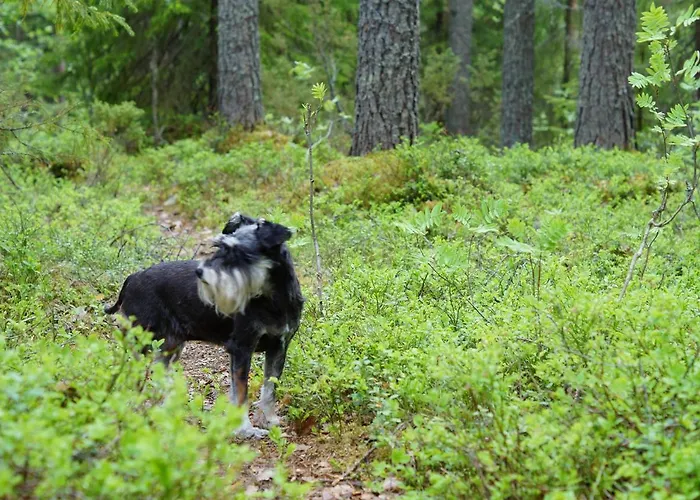 Bed & Breakfast Bear Manor Kannonkoski