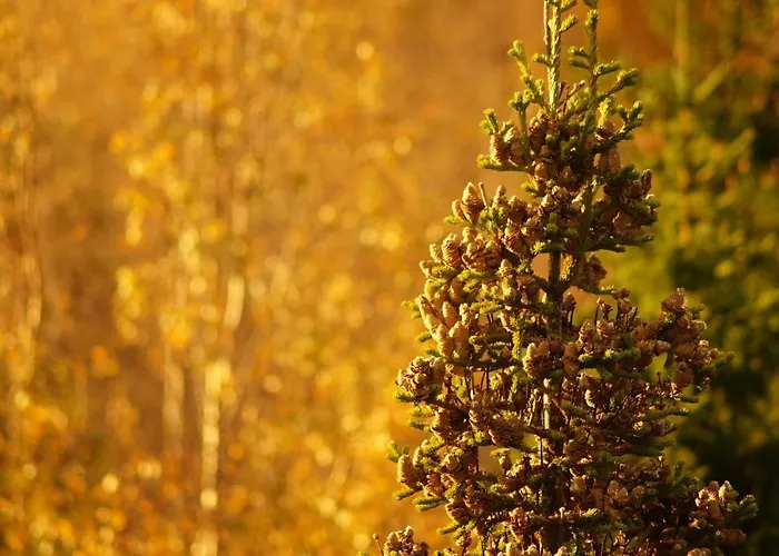 Bed & Breakfast Bear Manor *