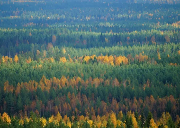 Bear Manor Bed & Breakfast *