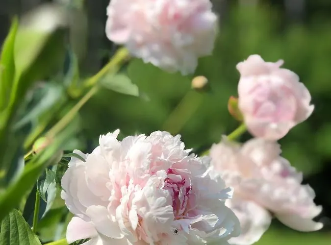 Bed & Breakfast Bear Manor *