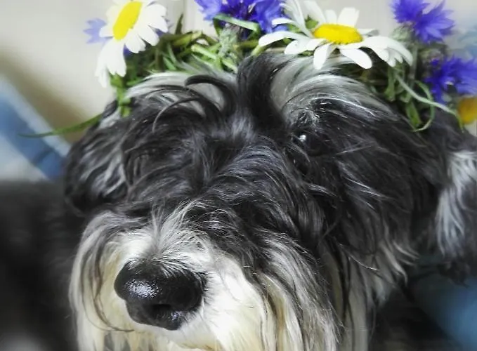 Bed & Breakfast Bear Manor *