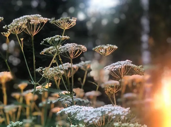 Bed & Breakfast Bear Manor